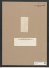 Pleurosigma sp. (de-Toni-Nr.: Genus 13) Zeichnungen Sammlung Grunow Nr. 2153 (NHMW-BOT-W0369203)